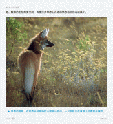 些由8K摄像机捕获的宝贵画面